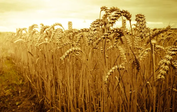 Пшеница, поле, небо, солнце, макро, природа, фон, widescreen