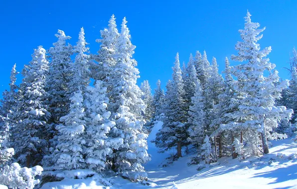 Картинка зима, лес, небо, снег, деревья, ель, склон
