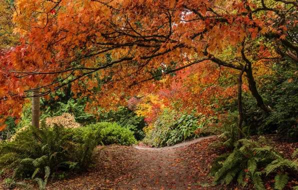 Осень, листья, деревья, парк, Сиэтл, папоротник, кусты, Seattle