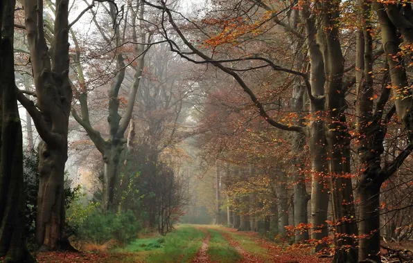 Осень, лес, туман, дорожка, forest, Autumn, fog, path