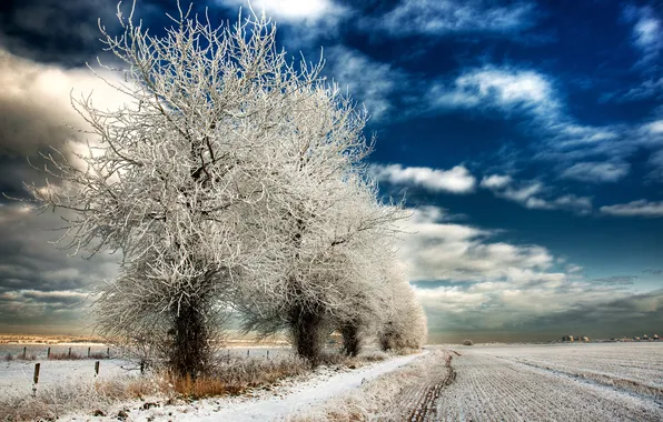 Картинка зима, поле, деревья, природа, иний