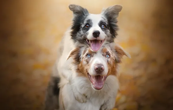 Картинка собаки, радость, парочка, друзья, боке, две собаки, Бордер-колли