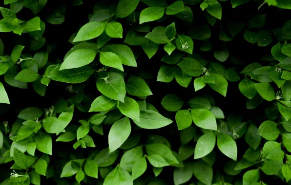 Природа, Листья, Зеленый, Растения, Флора, Листки, by Skitterphoto, Green Leafy Plant