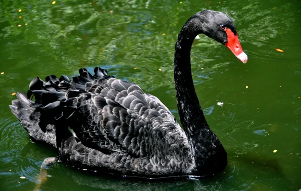 Картинка птица, водоем, шея, чёрный лебедь