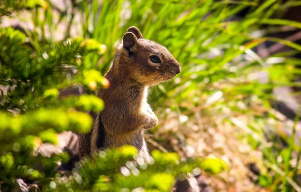 Картинка бурундук, стойка, зверёк, грызун, chipmunk