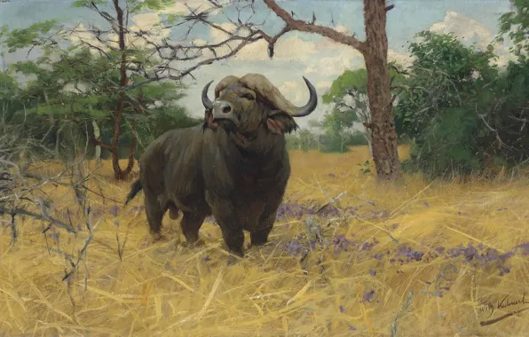 Картинка German painter, Фридрих Вильгельм Кунерт, немецкий живописец, Friedrich Wilhelm Kuhnert, A Kaffir buffalo in Savannah