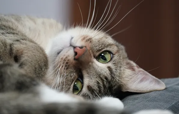 Кошка, кот, взгляд, крупный план, лежит, мордашка, боке