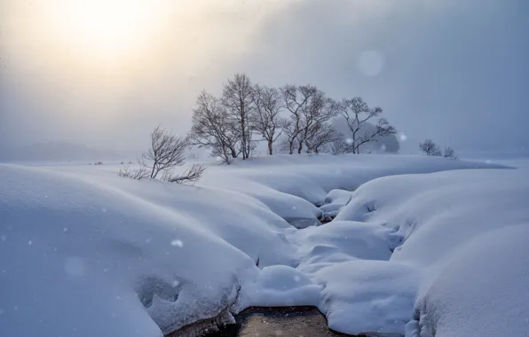 Картинка зима, снег, деревья, утро, Япония, сугробы, Japan, метель