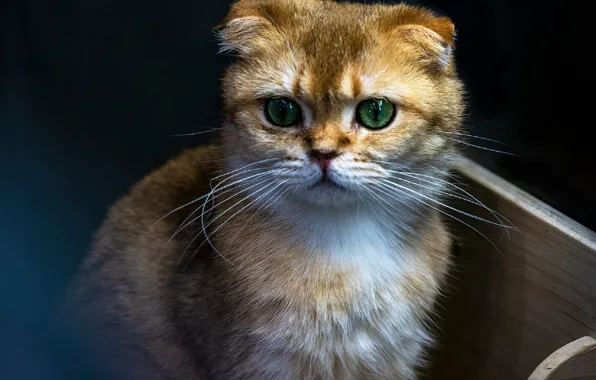 Вислоухий, мордочка, котик наблюдает
