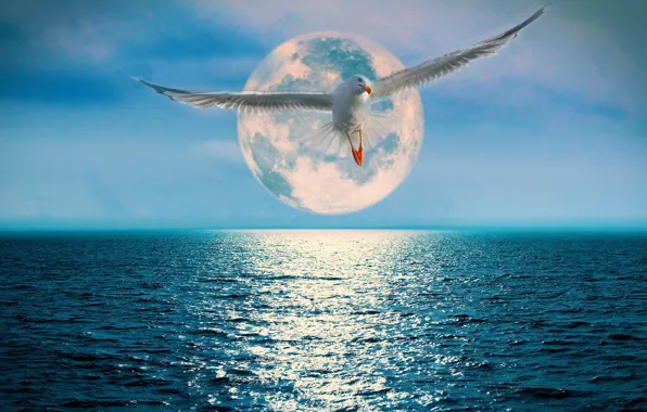 Картинка океан, луна, чайка, дорожка
