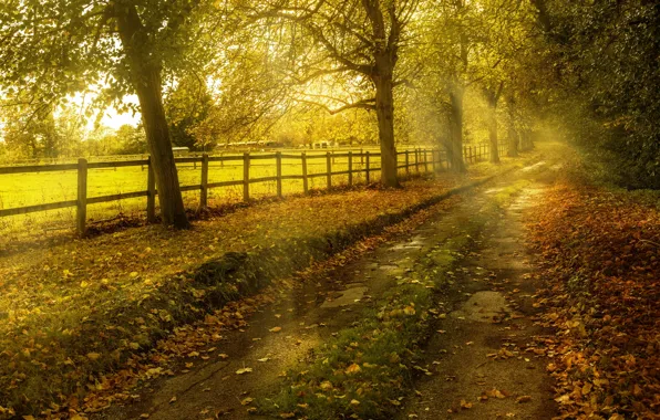Картинка дорога, осень, природа
