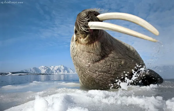 Картинка animal, cold, Walrus, ocean animal