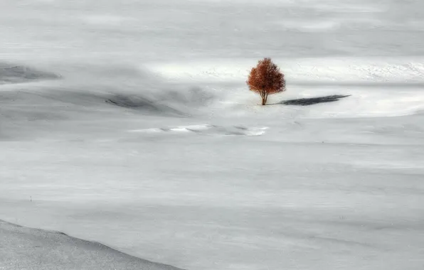 Зима, поле, пейзаж, дерево