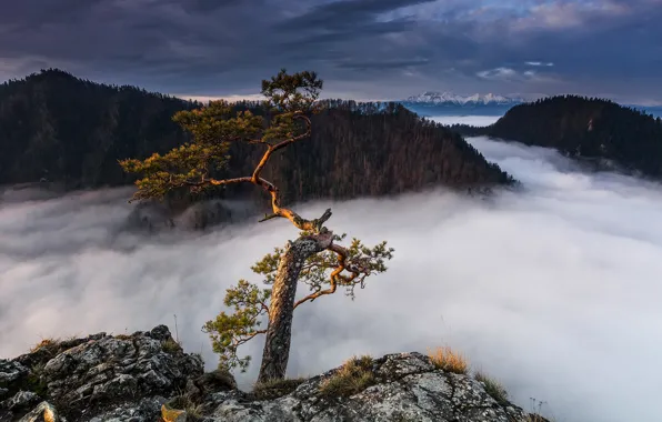 Горы, туман, дерево