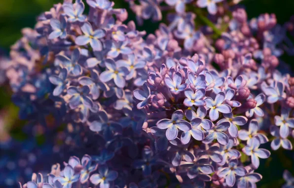 Flower, spring, lilac, blooming
