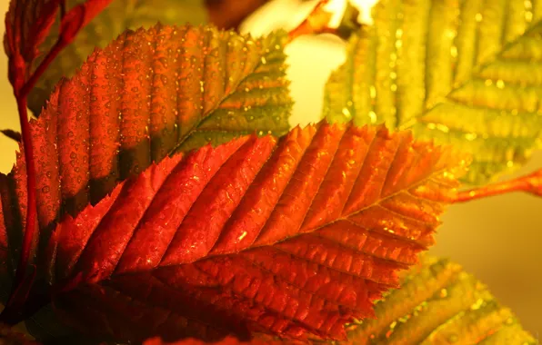 Осень, листья, макро, цвет