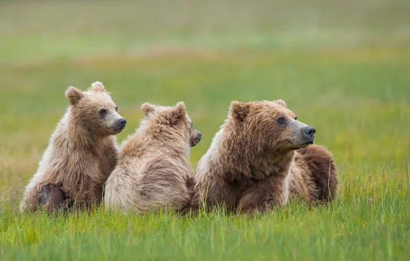 Картинка трава, медведи, луг, медвежата, боке, медведица