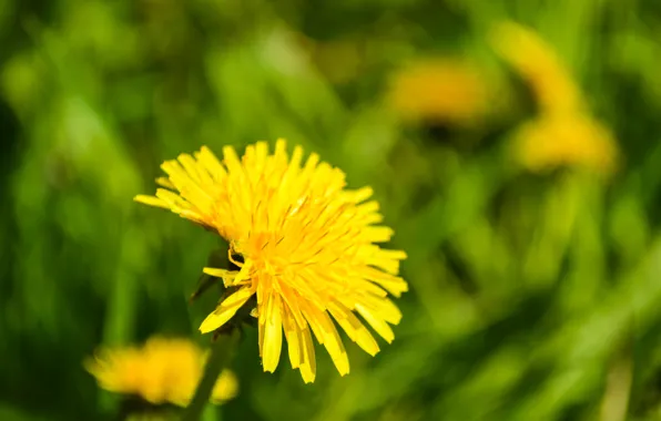 Картинка цветы, природа, одуванчик, весна