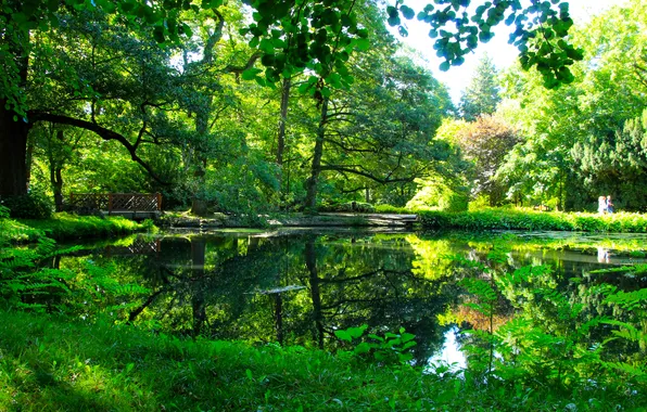 Green, forest, trees, water, park, pond