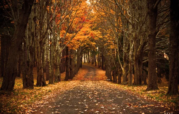 Дорога, осень, природа, листва