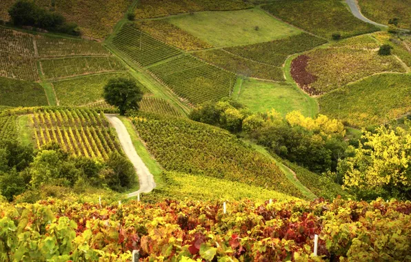 Картинка поле, Франция, склон, холм, виноградник, Божоле