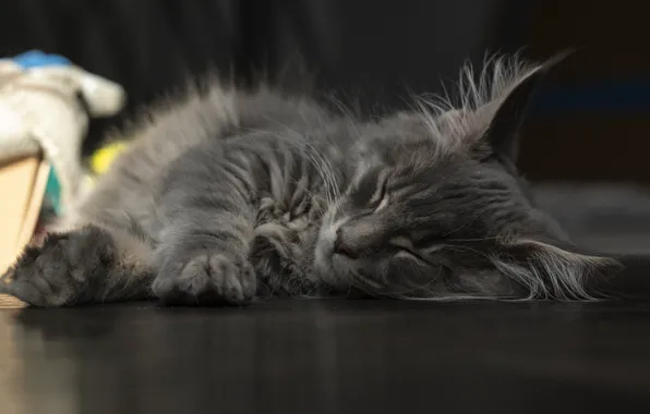 Кошка, темный фон, котенок, серый, сон, спит, лежит, мордашка