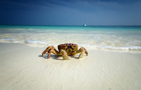 Море, пляж, глаза, лодка, краб, лапы