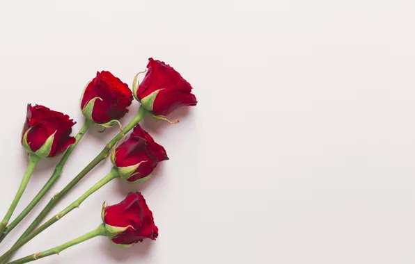 Цветы, розы, букет, красные, red, love, flowers, romantic