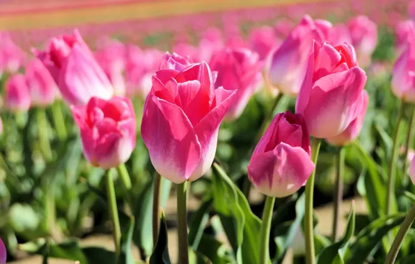 Картинка поле, свет, цветы, поляна, весна, тюльпаны, розовые, бутоны