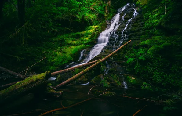 Лес, заросли, водопад