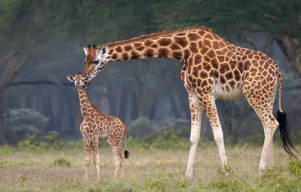 Малыш, жирафы, африка, мама
