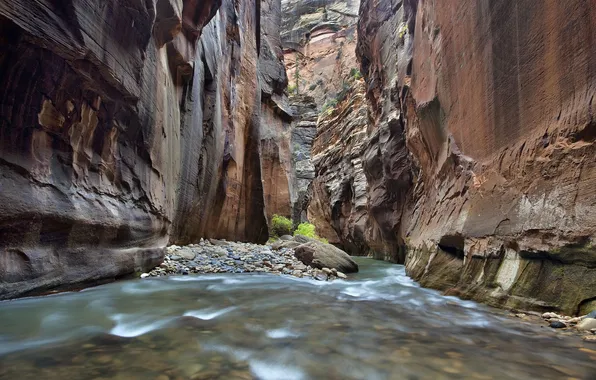 Река, ручей, камни, скалы, каньон, Zion National Park, сша, деревце