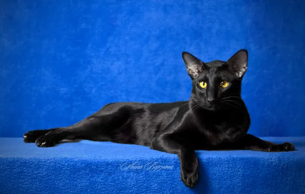 Ориентал черный котенок - 73 фото