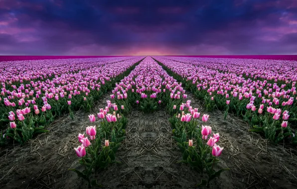 Поле, горизонт, тюльпаны, Нидерланды, Голландия