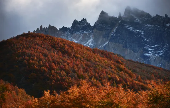 Осень, лес, деревья, горы, склон, дымка