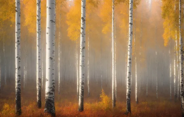 Осень, лес, свет, деревья, ветки, природа, туман, стволы