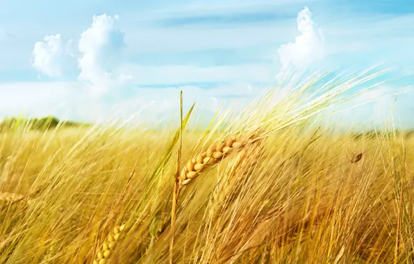Картинка пшеница, поле, небо, облака, макро, колос