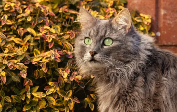 Картинка осень, кошка, взгляд, листья, листва, серая, кусты