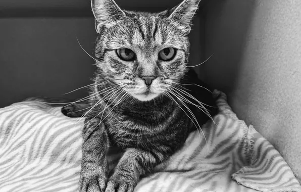 Кошка, кот, чёрно - белое фото