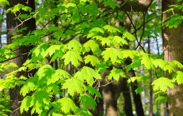 Tree, leafs, spring, twig