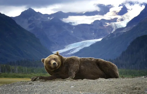 Картинка горы, хищник, Аляска, Медведь, лежит, Гризли