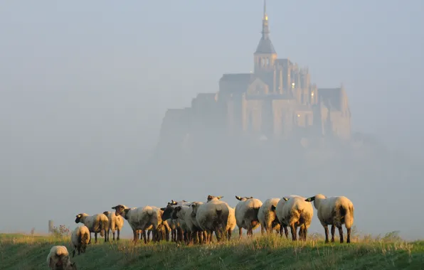 Картинка туман, остров, овцы, утро, стадо, Мон-Сен-Мишель