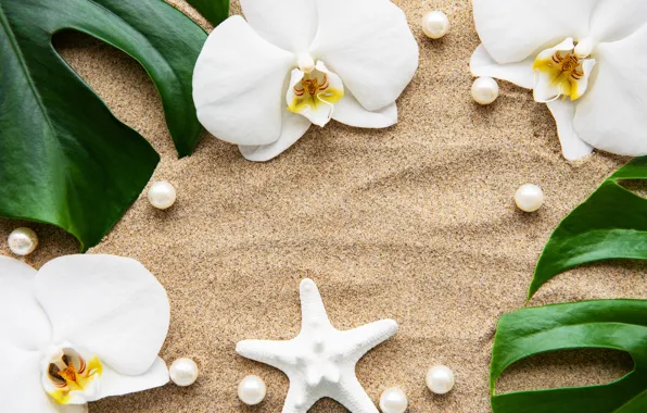 Картинка песок, листья, цветы, white, орхидея, flowers, sand, orchid