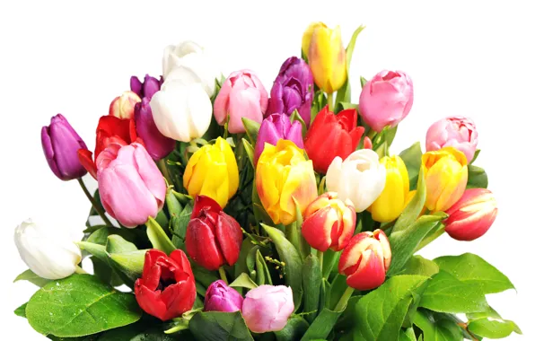 Букет, тюльпаны, белый фон, разноцветные, мокрые