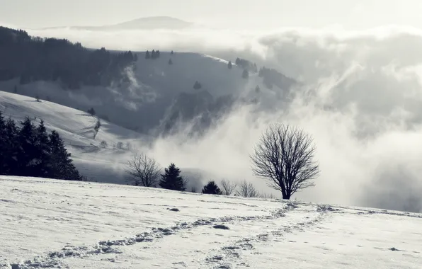 Картинка зима, снег, горы, дерево, дымка