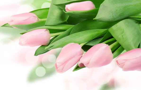 Картинка листья, блики, тюльпаны, нежно-розовые