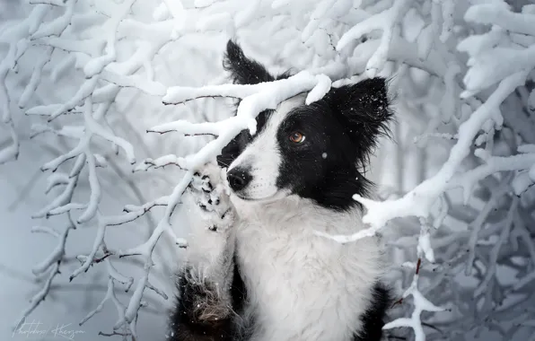 Картинка зима, снег, ветки, собака, Бордер-колли, Екатерина Кикоть