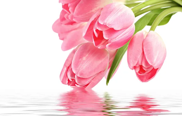 Картинка цветы, отражение, розовый, тюльпан, pink, flowers, for you, праздники