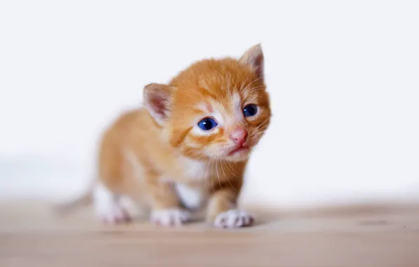 Кошка, кот, взгляд, поза, котенок, маленький, малыш, рыжий