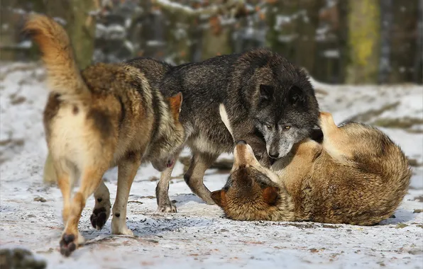 Nature, face, animal, wolf, wildlife, head, fur, mammal